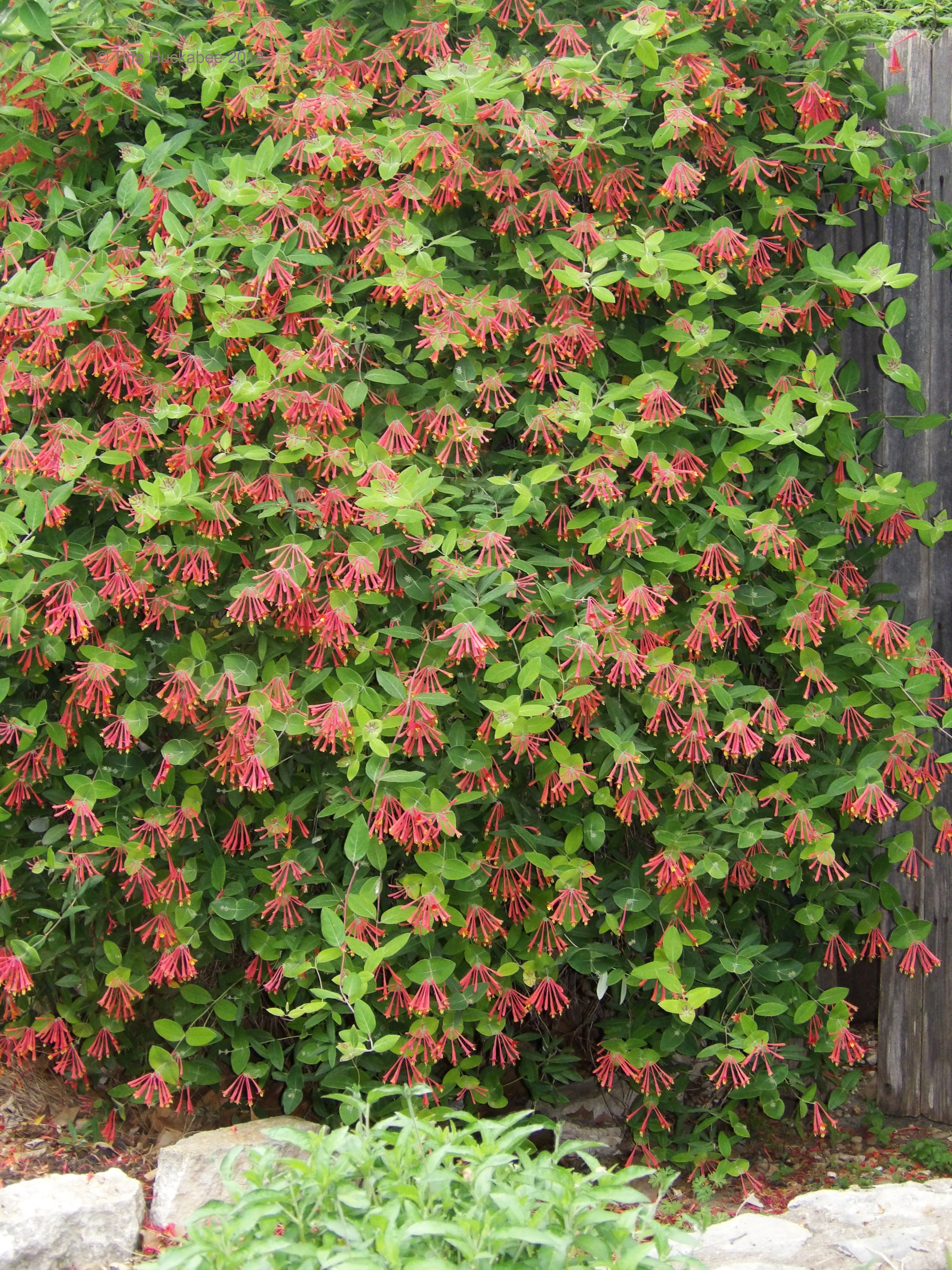 Image of Coral honeysuckle and Autumn Sage